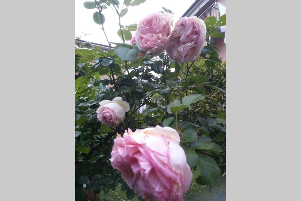 La Rosa Daire La Spezia Dış mekan fotoğraf